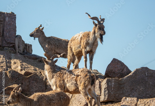 Portrait of a goat on top of a mountain.