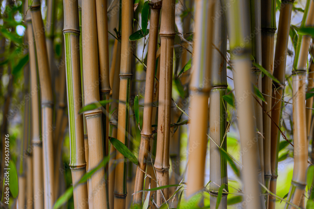 Bamboo in the garden as wallpaper Bamboo in the garden as wallpaper