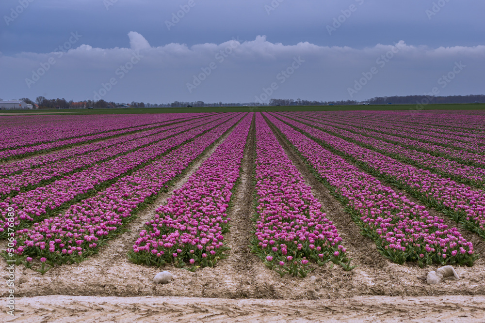 Tulips in Netherlands - big field in a cloudy day