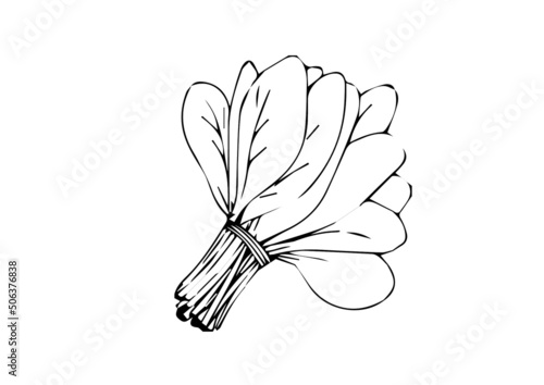 illustration of bunch of spinach best graphics design in vector art