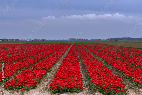 Tulips in Netherlands - big field in a cloudy day