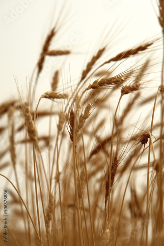 ears of golden wheat in the field.