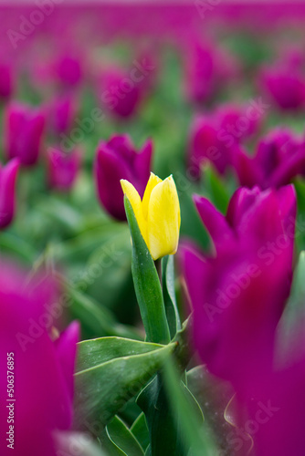 Tulips in Netherlands - one standing out from the crowd 