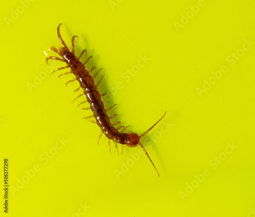 Fotografie, Obraz Centipede isolated on yellow background.