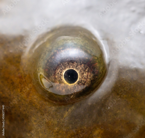 The eye of a fish.