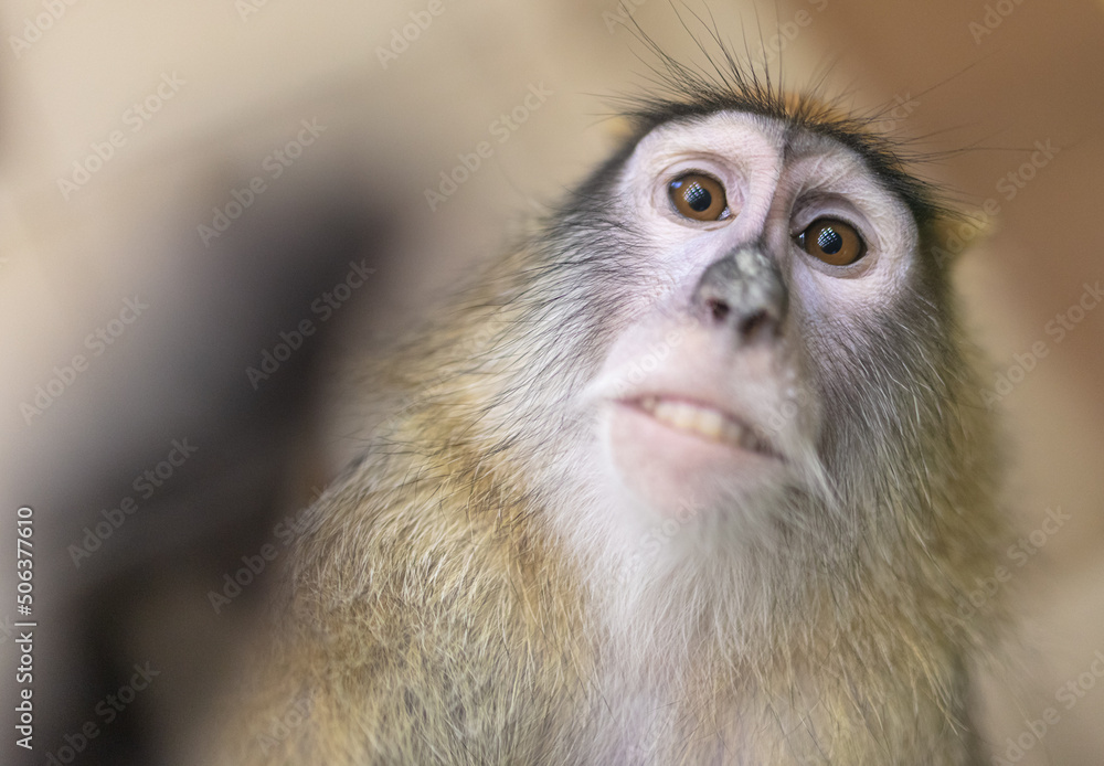 Obraz premium Monkey portrait in the zoo.