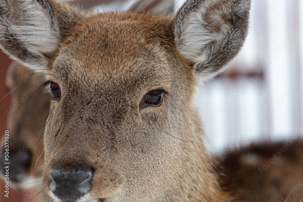 Fototapeta premium Deer portrait in the zoo.