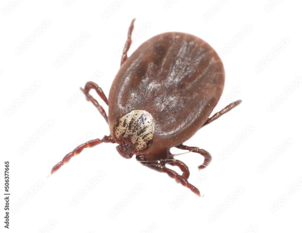 The tick is isolated on a white background. The tick is isolated on a white background.