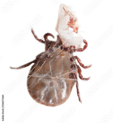 The tick is isolated on a white background.