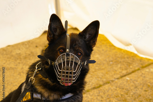 Police wolf dog with snout looking at camera.