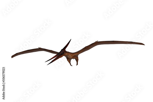 Pteranodon dinosaur flying and looking down for prey. 3D illustration isolated on white with clipping path. © IG Digital Arts
