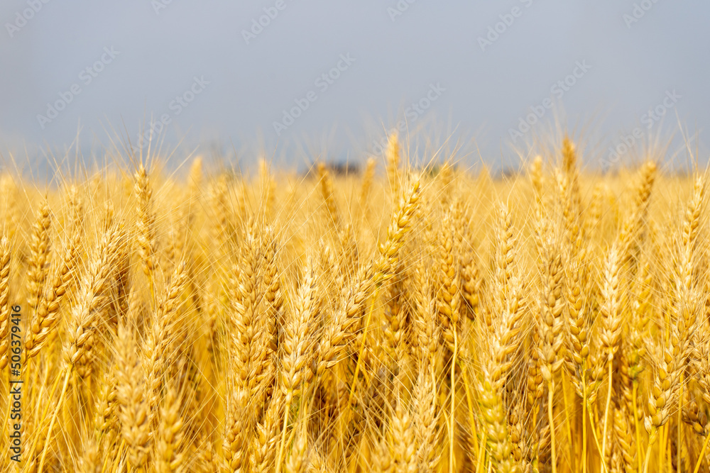 Fototapeta premium 収穫前の麦