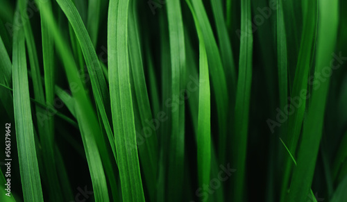 Dark moody green grass texture selective focus. Close up greenery herbs background with copy space. Green environment concept.
