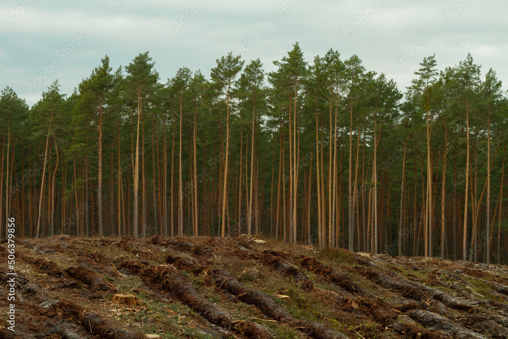 a place of felling trees for forest renewal a place of felling trees for forest renewal