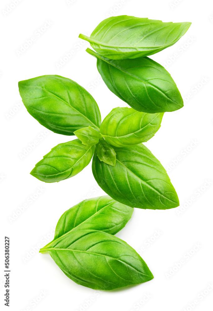 Basil isolated. Basil leaf flying on white background. Green basil leaves collection falling. Full depth of field. Basil isolated. Basil leaf flying on white background. Green basil leaves collection falling. Full depth of field.