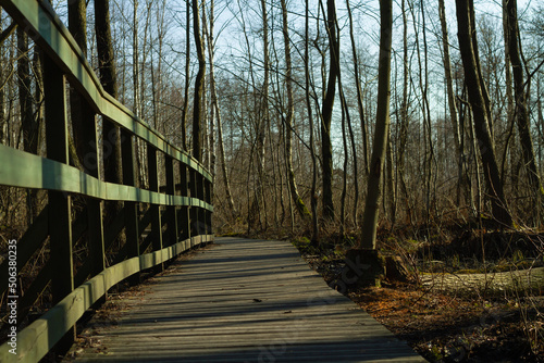 wooden track inside wet forest