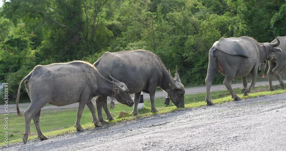 A group of buffaloes in rural Thailand, buffalo and nature A group of buffaloes in rural Thailand, buffalo and nature