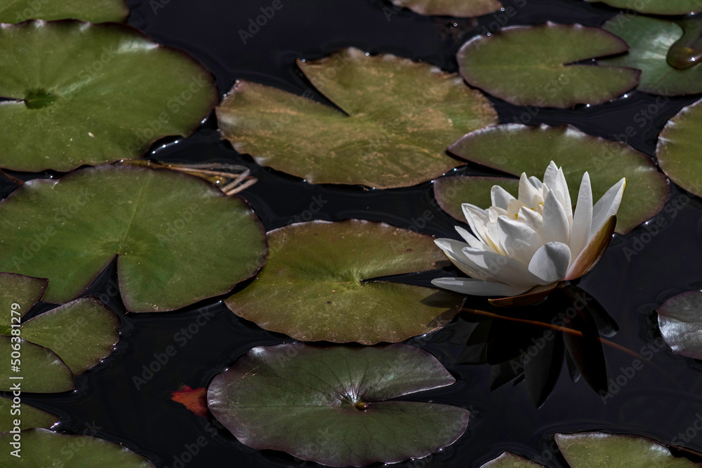 white Egyptian lotus water lily flower with leaves floating in the water. white Egyptian lotus water lily flower with leaves floating in the water.