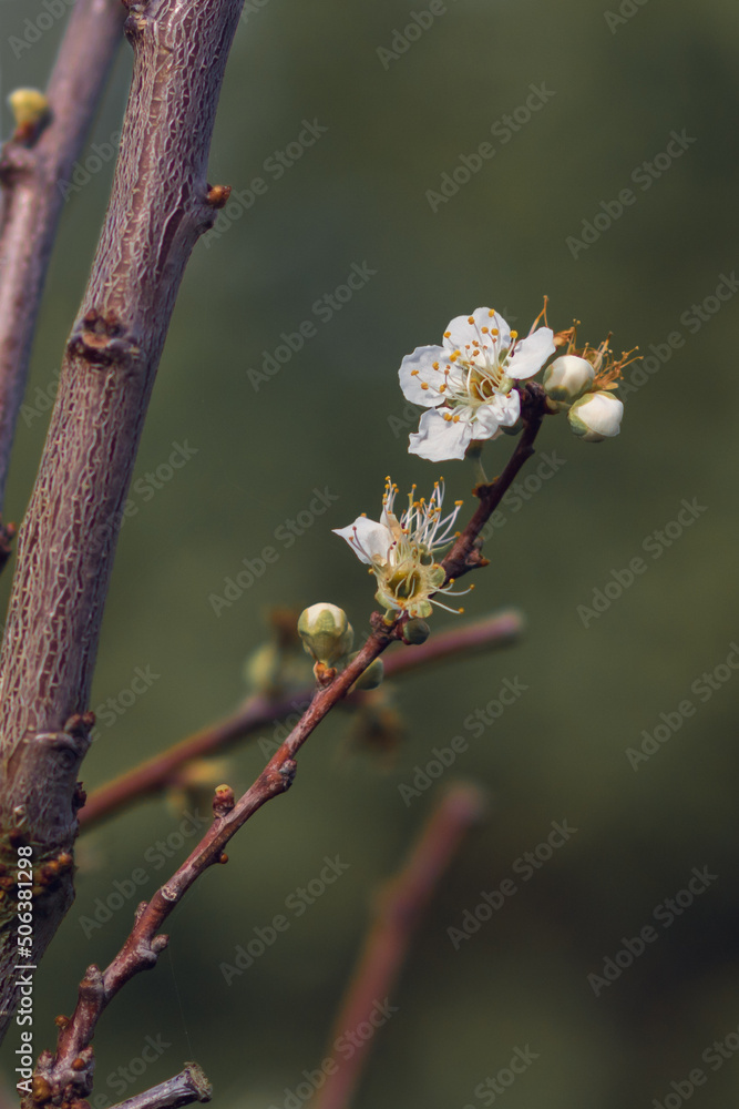 Detail of sloe tree with tiny blossoms. Prunus spinosa branch with white flowers on a blurred green background and vertical orientation Detail of sloe tree with tiny blossoms. Prunus spinosa branch with white flowers on a blurred green background and vertical orientation