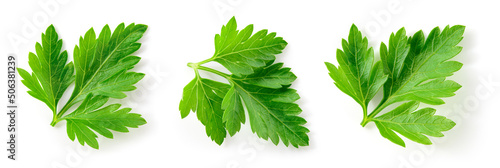 Cuadro en lienzo Parsley