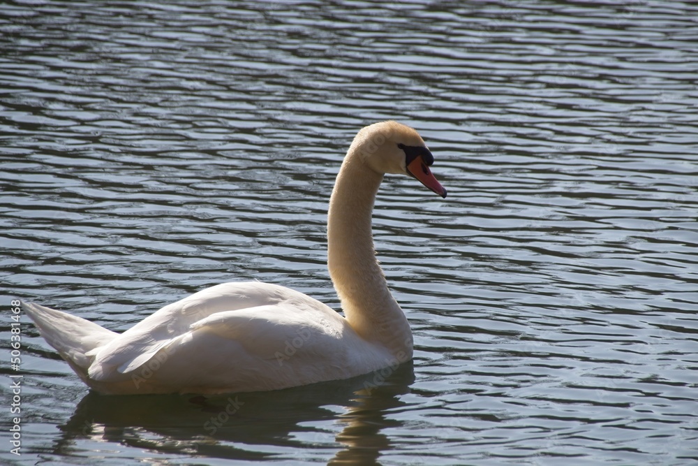 Fototapeta premium white swan in the water