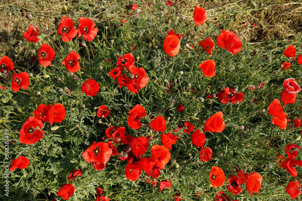 Obraz premium Overhead view of red poppy flowers