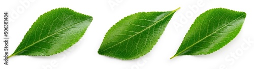 Plum leaf isolated. Plum  leaves on white background top view. Green fruit leaves flat lay.  Full depth of field.