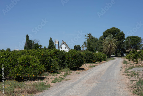 Typical scene in Valencia, Spain. Barraca, palm trees and orange trees field. Mediterranean traditional view.