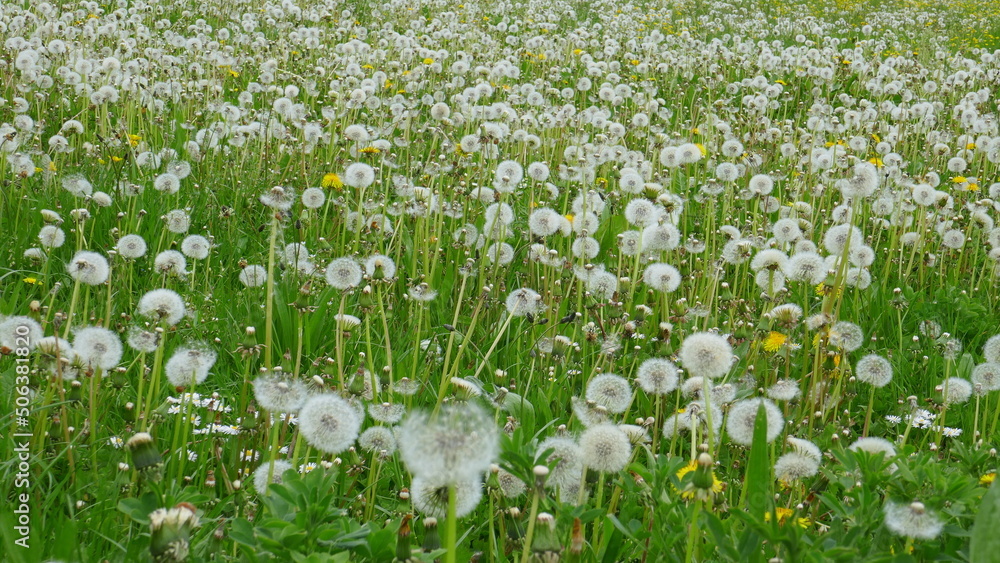 Fototapeta premium Pusteblume / Löwenzahn