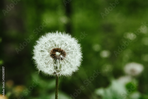 mature dandelion on the field