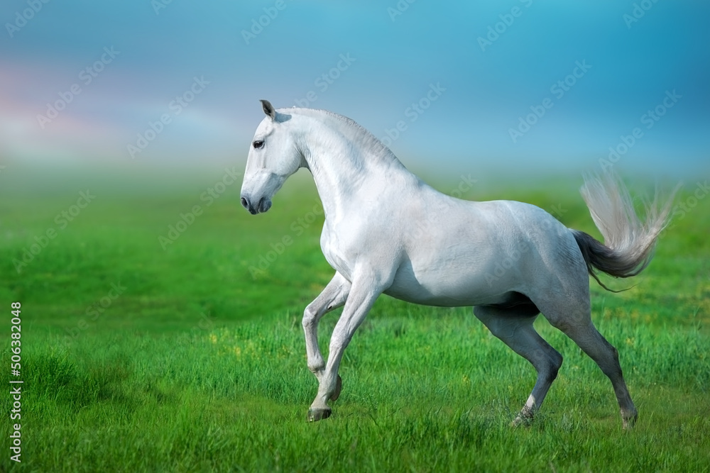 white horse running white horse running