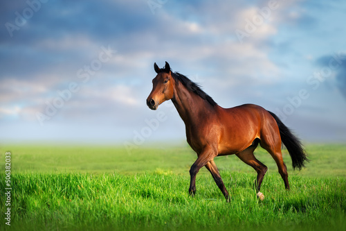 Horse trotting on green meadow