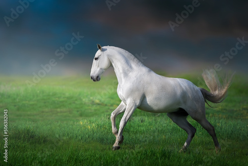 White iberian horse run gallop on green grass