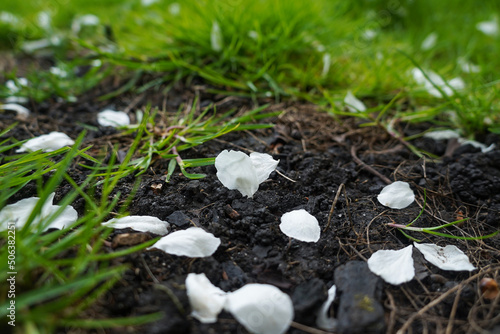 White apple flower petals on the ground and green grass, closeup