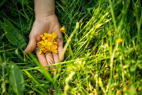 yellow buttercup flower petals on a child's palm in green grass, world environment day, horizontal. © Nataliia Makarovska
