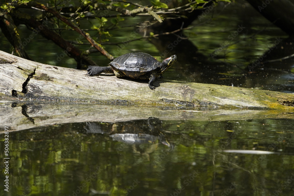 European pond turtle (Emys orbicularis) family Emydidae. Location: Hanover-Herrenhausen, Germany.