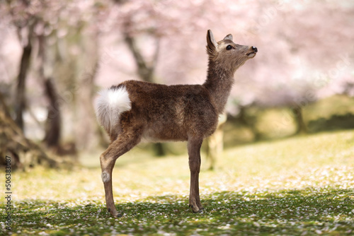 Baby deer under Sakura trees