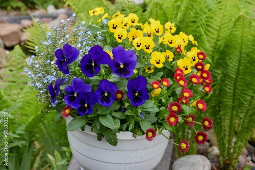 Schöne Frühlingsblumen im Garten