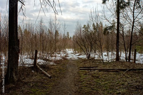 the last snow in the forest on a cloudy evening photo