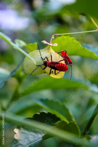 a type of red insect from the genus Dysdercus which is bright red with black stripes, becomes a pest of baloonvine berry