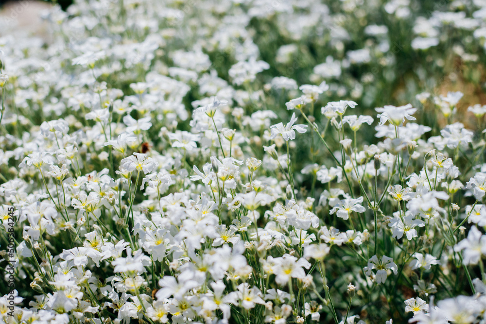 Background of small white flowers. Garden decoration. Sunlight. Soft selective focus. Background blur. Background of small white flowers. Garden decoration. Sunlight. Soft selective focus. Background blur.