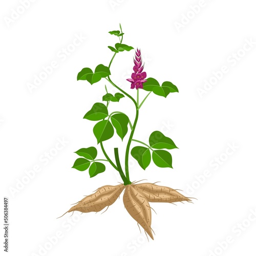 Vector illustration of Kudzu plant or Pueraria montana, herbal plant, isolated on white background. photo