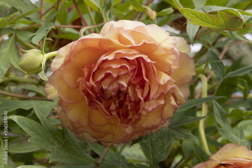 Pivoine arbustive	couleur abricot
 photo