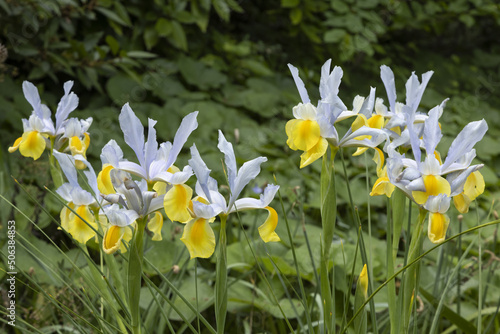 Obraz na płótnie Iris hollandica apollo