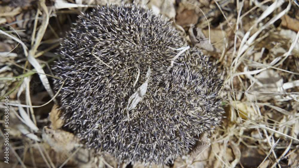 A hedgehog curled up in a ball. The common hedgehog, or European hedgehog, or Central Russian hedgehog (Erinaceus europaeus), is a species of mammal in the genus Eurasian hedgehogs A hedgehog curled up in a ball. The common hedgehog, or European hedgehog, or Central Russian hedgehog (Erinaceus europaeus), is a species of mammal in the genus Eurasian hedgehogs