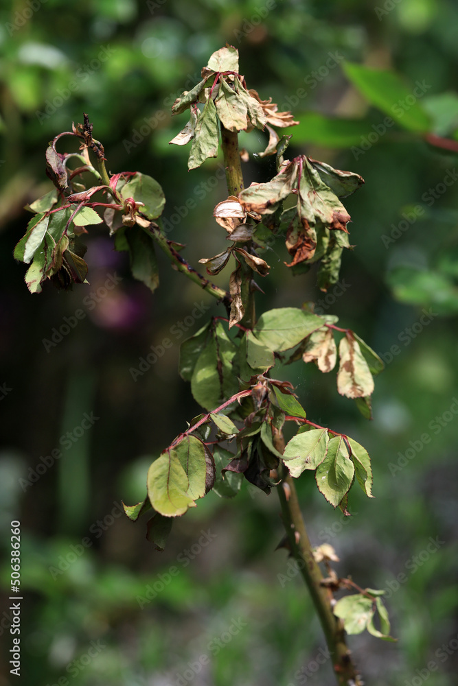 Rose leaves are dying due to a fungal infection such as mildew or wilt