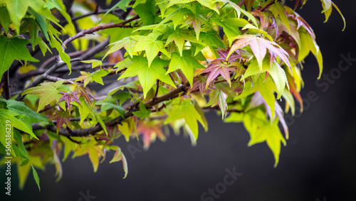 Liquidambar styraciflua Gum Ball - Hintergrund, Banner buntes Frühjahrslaub eines amerikanischen Amberbaumes photo