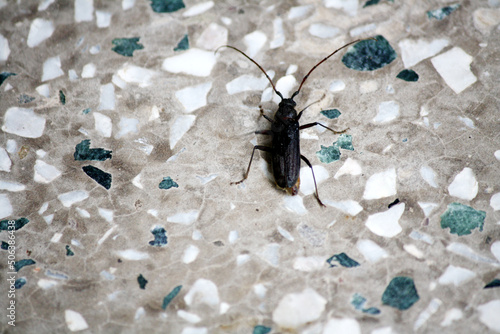 Black blister beetle (Epicauta pensylvanica) on the floor of a house : pix SShukla photo