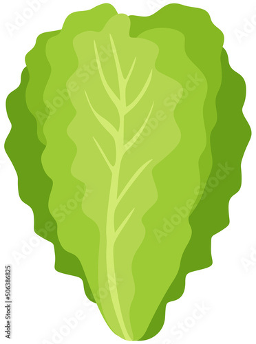 Fresh green lettuce leaves isolated