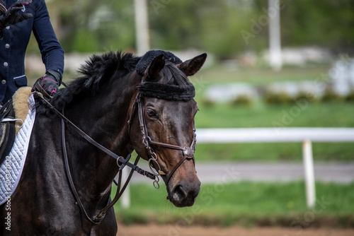 beautiful horse of black suit close-up on the hippodrome © константин константи